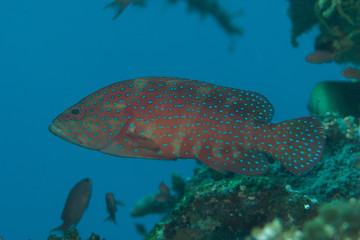 Coral grouper Cephalopolis miniata