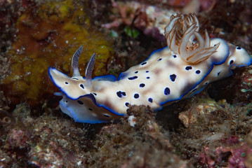 Rysbecia tryioni Nudibranch