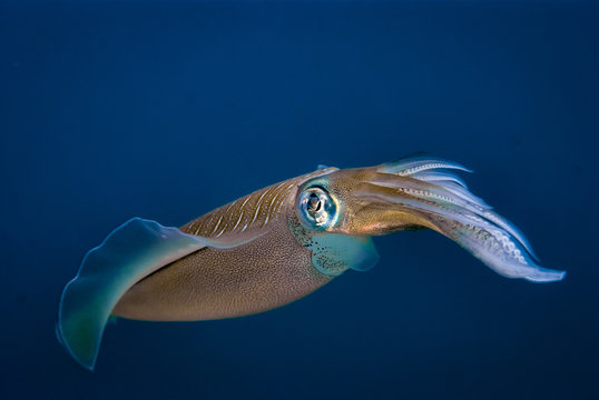 Reef squid Sepioteuthis lessoniana