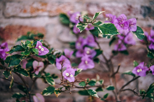 Fresh Flowers Grew Out Of Small Flower Plant Growing Against A Brick Wall. The Background Is The Brick Texture. Focused Photograph Of The Small Tiny Flowers.