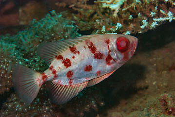 Bloch's bigeye Priacanthus blochii