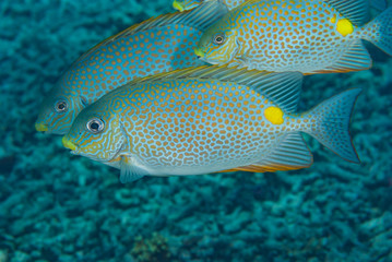 Golden rabbitfish Siganus guttatus