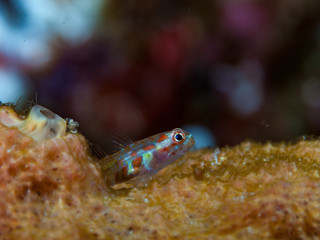 Indonesia Goby