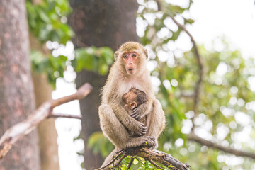 Portrait of family monkey sitting on branch