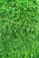 Green plant display wall background