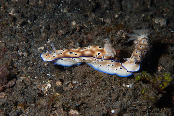 Rysbecia tryioni Nudibranch