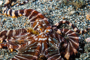 Wonderpus Wunderpus photogenicus