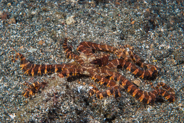 Wonderpus Wunderpus photogenicus