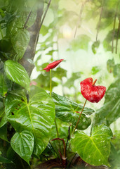 Tropical Garden in the Monsoon Rains