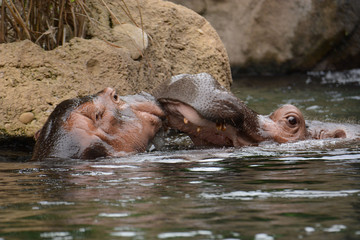 Fototapeta na wymiar Hippo