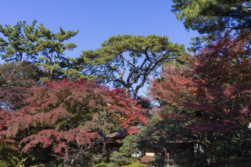 日本庭園の紅葉と松の木