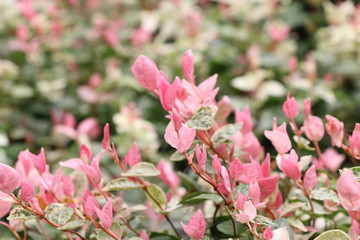 ハツユキカズラ