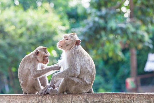 Monkeys checking for fleas and ticks on concrete fence in the park