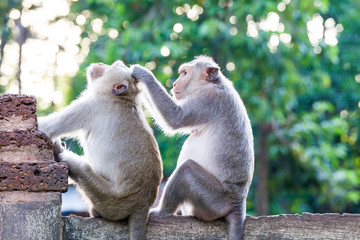 Monkeys checking for fleas and ticks on concrete fence in the park