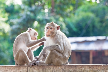 Monkeys checking for fleas and ticks on concrete fence in the park