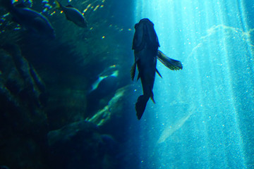 Rockfish swimming in huge tank