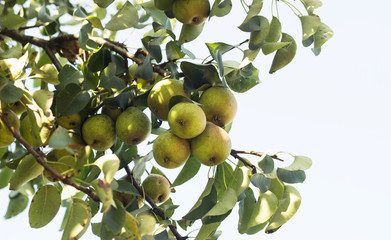 Pear tree, a branch on which grow pears, close-up, punchbag