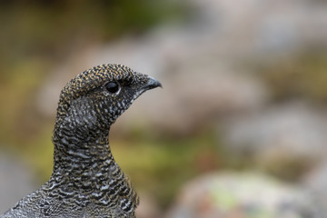 female ptarmigan (Lagopus muta) during late august amidst the scree in the cairngorms national...