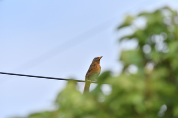 bird on wire