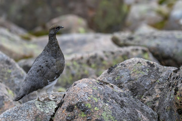 female ptarmigan (Lagopus muta) during late august amidst the scree in the cairngorms national parl, scotland.