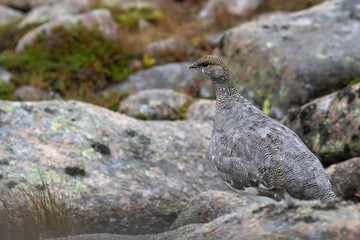 female ptarmigan (Lagopus muta) during late august amidst the scree in the cairngorms national parl, scotland.
