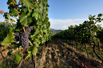 The hill of Tuscany, paradise is next  / Tuscany My country My love 