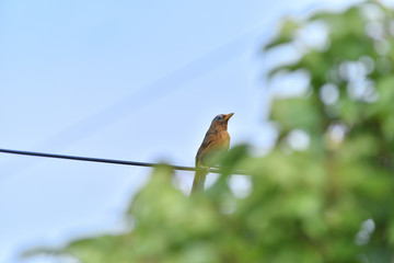 bird on wire