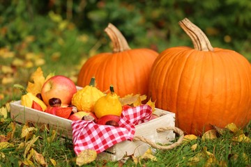 Autumn harvest .Autumn abundance.Two large pumpkins,box with apples, physalis, chestnuts and yellow leaves on a lawn in warm sunlight.Autumn mood in warm tones.
