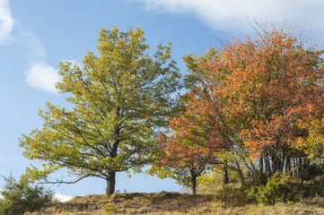 Naklejka premium Autumn colours