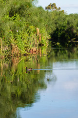 poule d'eau sur l'étang