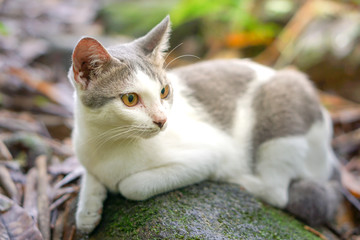 Cat pose portrait in forrest wild jungle