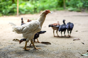 Brood of chicken find food