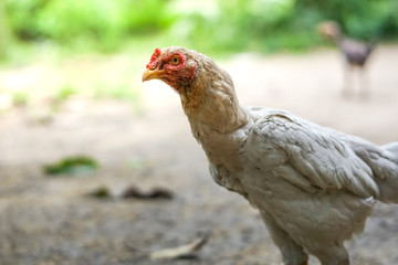 Brood of chicken find food