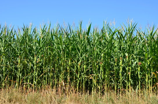 Maisfeld