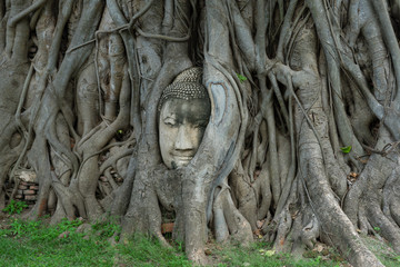 A buddha head is holding on the tree roots