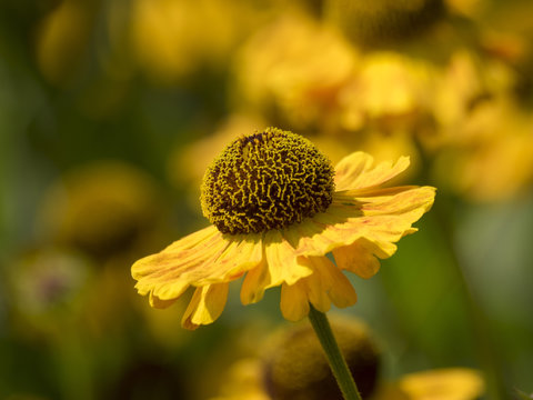 Helenium bogelovii. H&eacute;l&eacute;nies de Bigelove 'Bishop. Des fleurs mellif&egrave;res jaune au coeur brun 