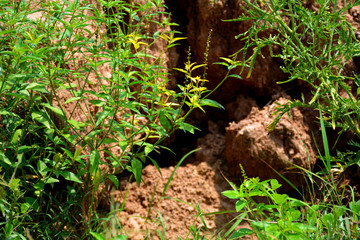 bushes growing along cave in forest
