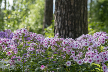 Pink Petunia on forest 