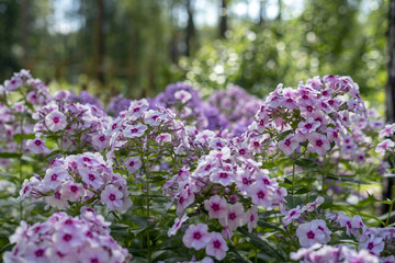 Pink Petunia on forest 