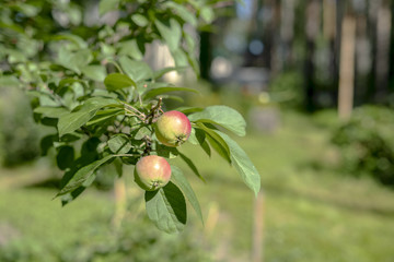 Apples on apple tree branch. Selective focus.
