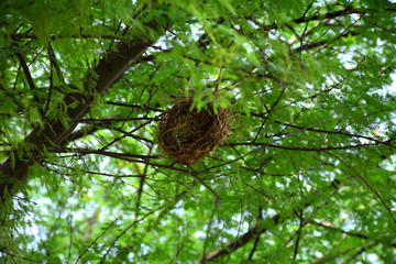 birds are making nest on tree in order to give eggs 
