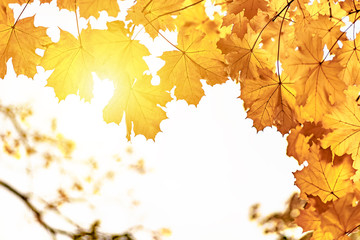 Yellow maple leaves close up, autumn background