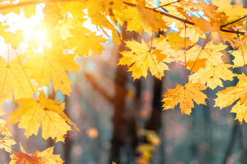 Colorful maple leaves on a background of trees