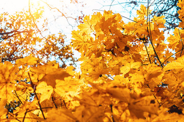 Colorful maple leaves on a background of trees