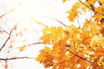 Colorful maple leaves on a background of trees