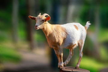 small goat stands on a hemp sideways on a very blurred background