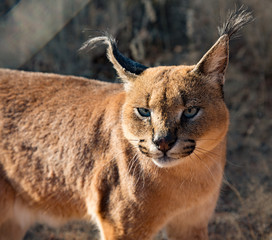 Caracal cat scans his surroundings