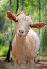 little cute goat is looking at the camera. close-up on blurred background