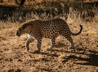 Fototapeta na wymiar Leopard walks slowly across desert scrub