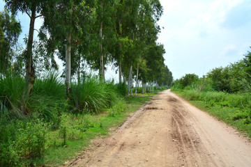 Fototapeta na wymiar unpaved road passing through agricultural fields